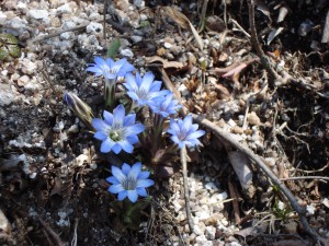 筆竜胆(フデリンドウ)