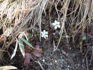 梅花黄蓮 （ばいかおうれん）