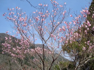 赤ヤシオと御在所岳
