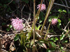 猩猩袴（ショウジョウバカマ）