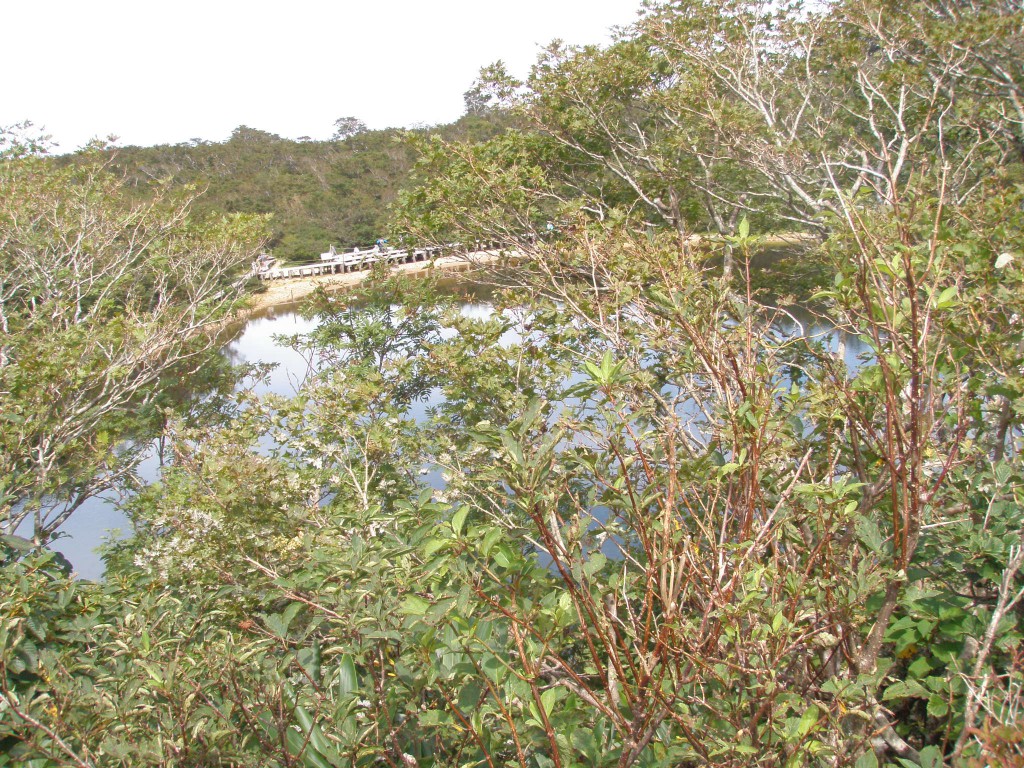 OLYMPUS DIGITAL AMERA